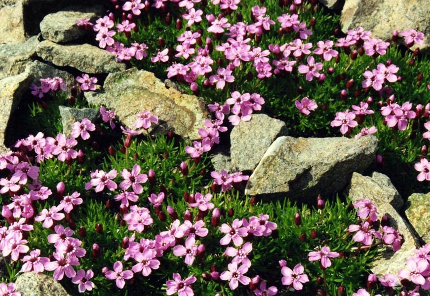 Silene acaulis 7